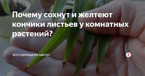 Зачем обрезать сухие кончики листьев?