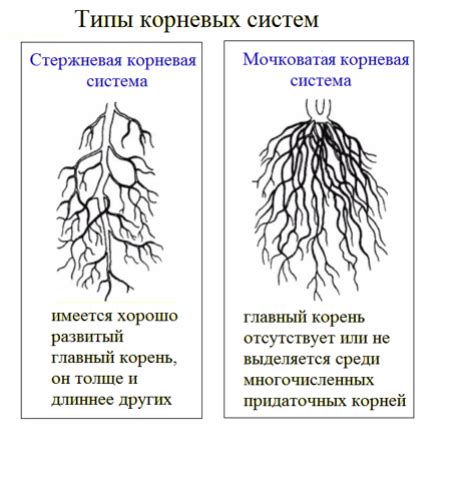 Защита корневой системы от мороза