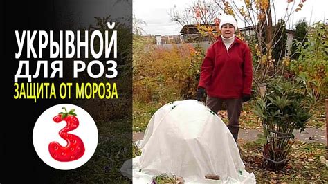 Защита роз от морозов: зимняя укрытие землей