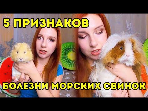 Звуки свинки и ее эмоциональное состояние