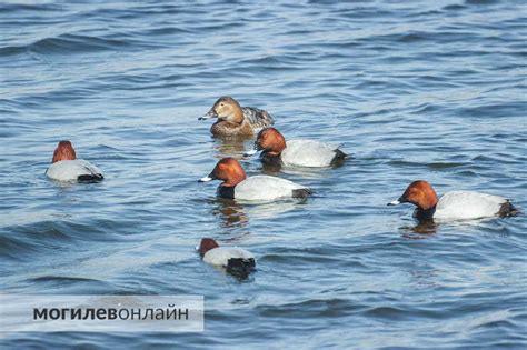 Знакомство с обитателями озера