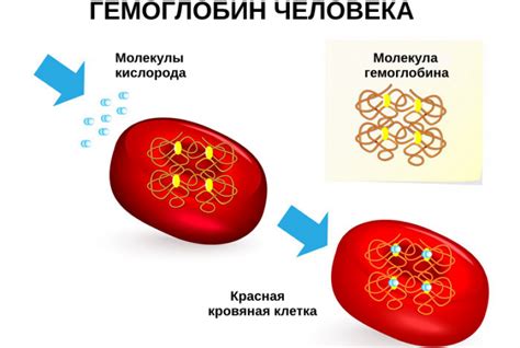 Значение гемоглобина в организме