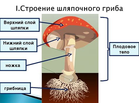 Значение дальнейших исследований в области центриолей в клетках грибов