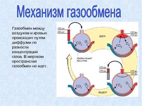 Значение плаценты в созревании легких