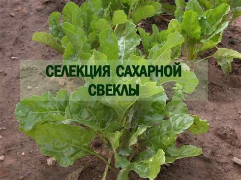 Значение свеклы для российской культуры