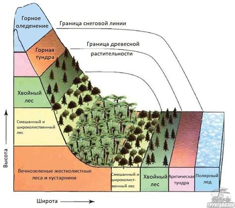 Зонтики в горах: особенности их роста на высоте