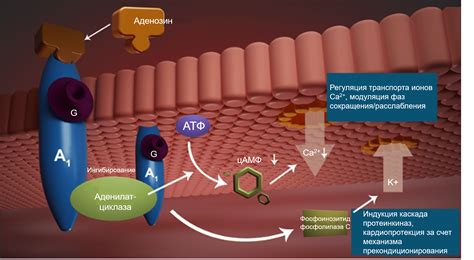 Изменение показателей аденозиновых рецепторов