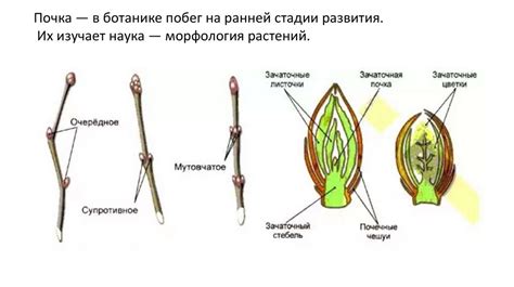 Изменение структуры и текстуры покровных чешуек на стебле