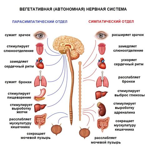 Изменение типа нервной системы и его влияние