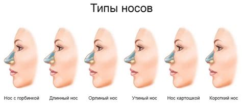 Изменение формы носа при снижении жировой прослойки