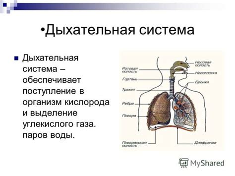 Изменения в состоянии дыхательной системы