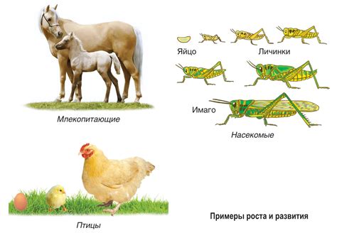 Изучение новых навыков: рост и развитие