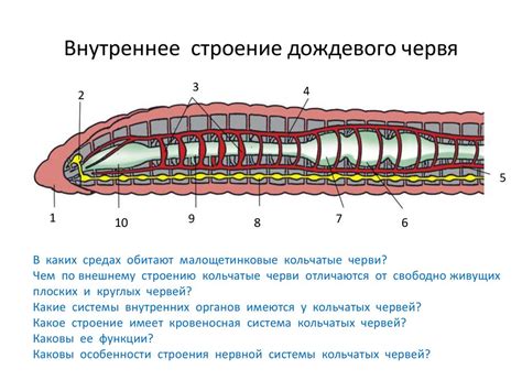 Имеют ли кольчатые черви сердечно-сосудистую систему