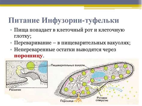 Инфузория туфельки и ее мембрана: наличие и значение