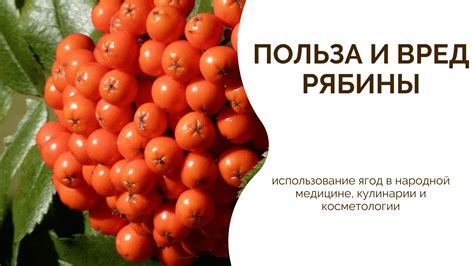 Использование чеснока в кулинарии и народной медицине