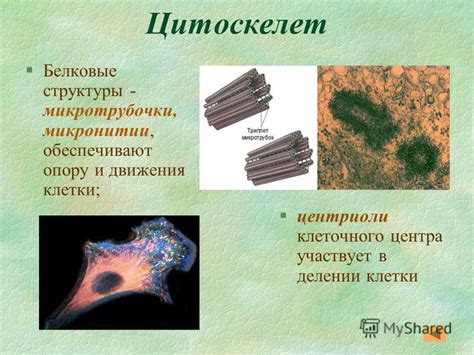 Исследования механизмов репликации и сборки центриолей в грибовых клетках