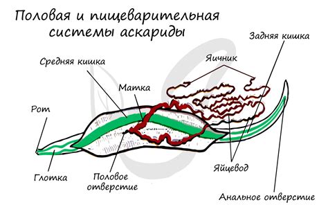 Исследования наличия полости тела у круглых червей