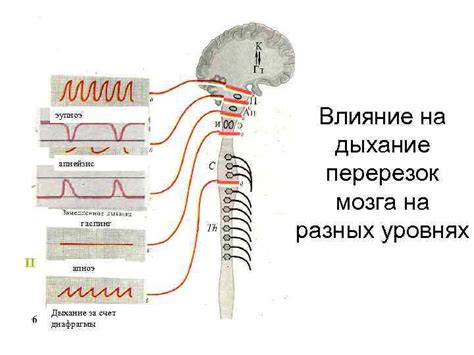 Исследования насчет чеснока и его влияния на дыхание