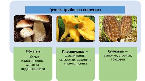 История грибов в питании человека