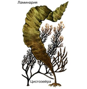 История появления бурых водорослей