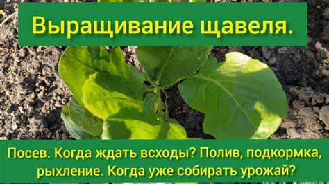 Итог: какое время года для высадки щавеля выбрать?