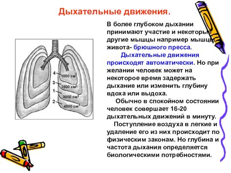 Ишемическая пауза и ее роль в дыхании