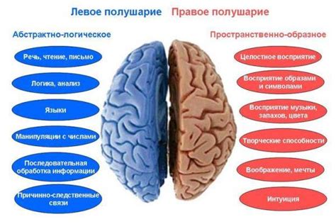 Какие задачи выполняет левое полушарие мозга