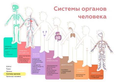 Какие органы и системы тела наиболее чувствительны к гипоксии?