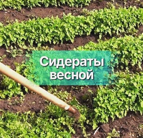 Какие сидераты подходят для осеннего перекапывания