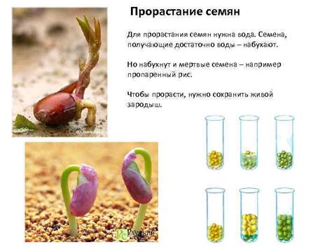 Какие условия необходимы для успешного выращивания алиссума многолетнего из семян на рассаду?