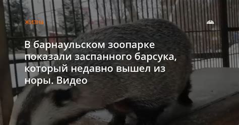 Какие факторы влияют на выход барсука из норы?