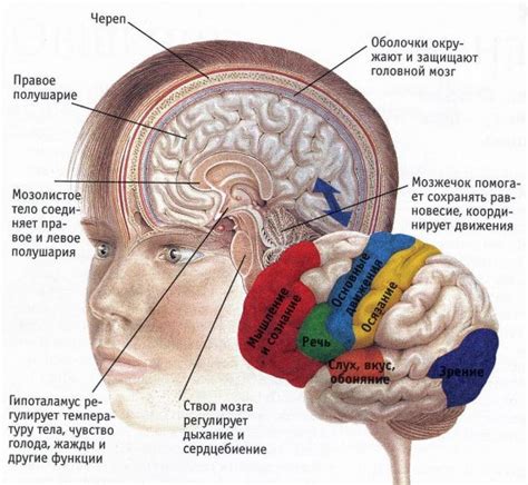 Какие функции выполняет мозг?