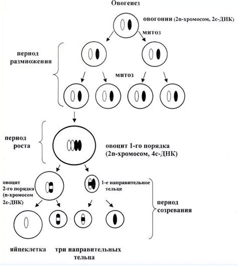 Какие этапы проходит скелет при окостенении?