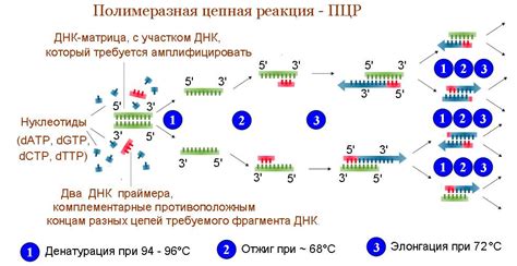 Каким образом частота повторного ПЦР влияет на точность результатов?