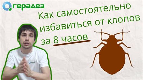 Какова продолжительность спячки клопов в разных условиях?