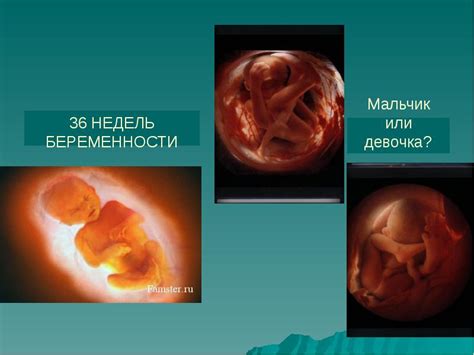 Какова продолжительность эмбрионального периода у человека?