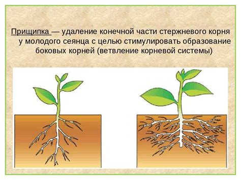 Какое влияние оказывает обрезка на зимостойкость растения