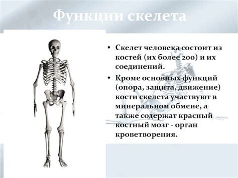 Какое значение имеет окончание окостенения скелета для здоровья человека?