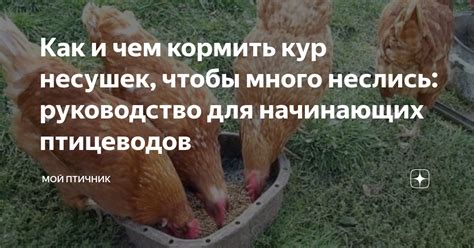 Какую роль играет кормление в формировании несушек