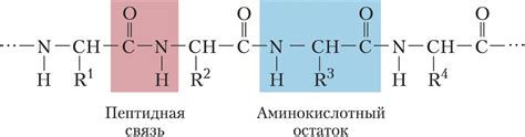 Как аминокислоты обеспечивают структуру белка