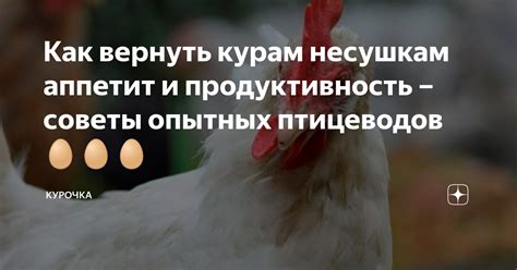 Как безопасно стричь когти курам несушкам?