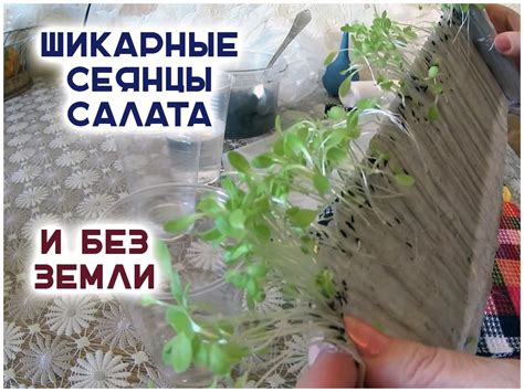 Как выбрать место для посадки рассады салата в саду или огороде