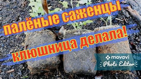 Как выбрать саженцы голубики