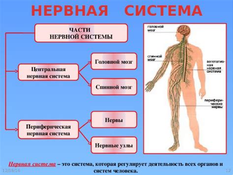 Как изменить тип нервной системы