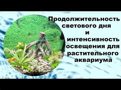 Как мыльная вода влияет на цветение растений?