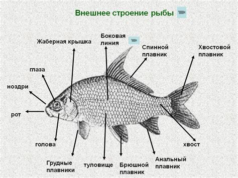 Как определить год рыбы в своей жизни?