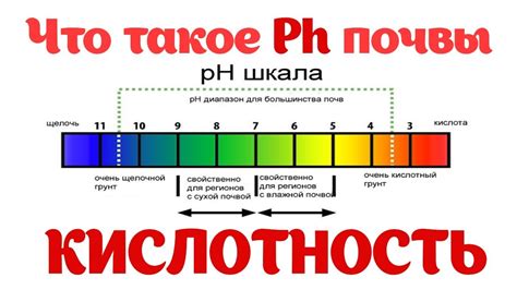 Как определить уровень кислотности почвы и необходимость в раскислении