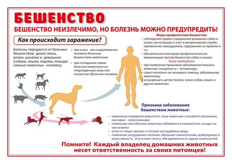 Как передается бешенство от кошек человеку