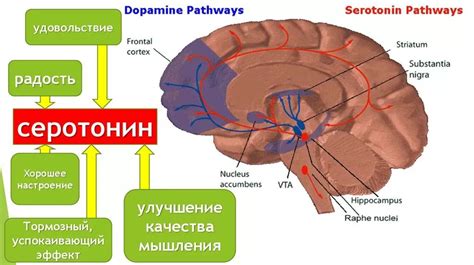 Как повлиять на выделение дофамина и серотонина?