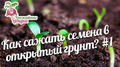 Как правильно посадить семена в грунт?